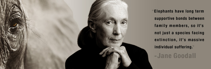 jane goodall - save the elephants