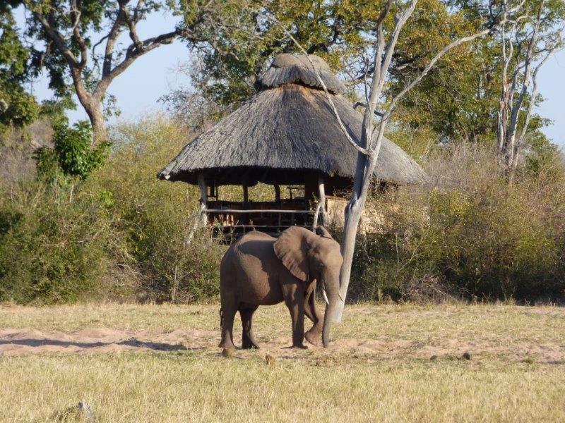 R & R at Lake Kariba’s Rhino Safari Camp – Saving the Wild