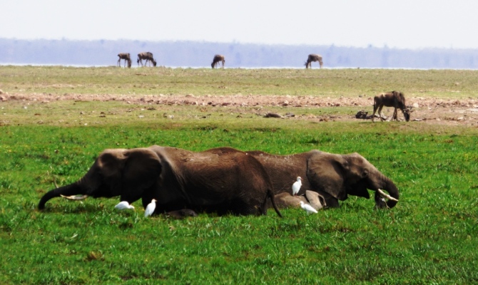 Saving Jetta, a teenage elephant speared in the back – Saving the Wild