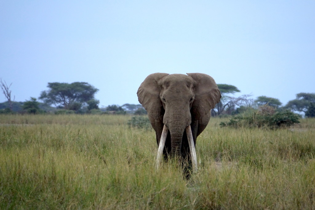 Amboseli tusker